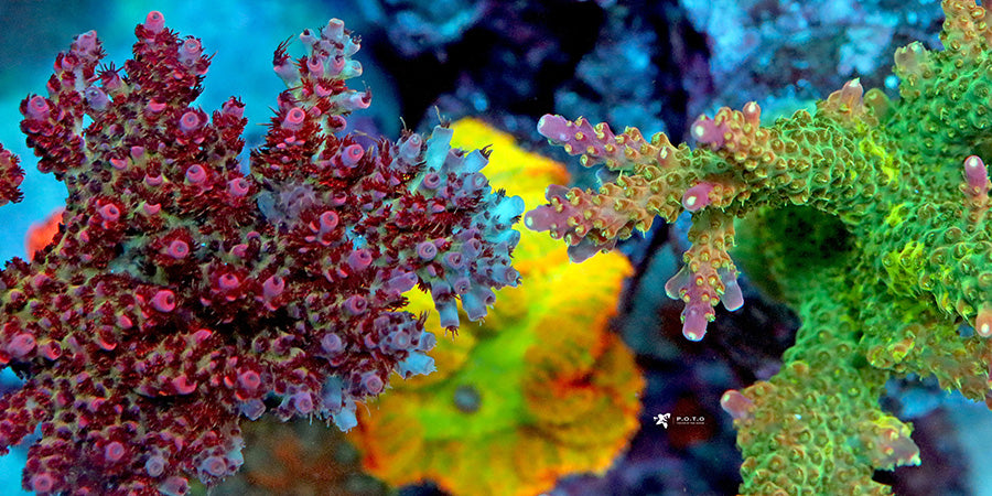Can SPS Corals Touch? – Pieces of the Ocean