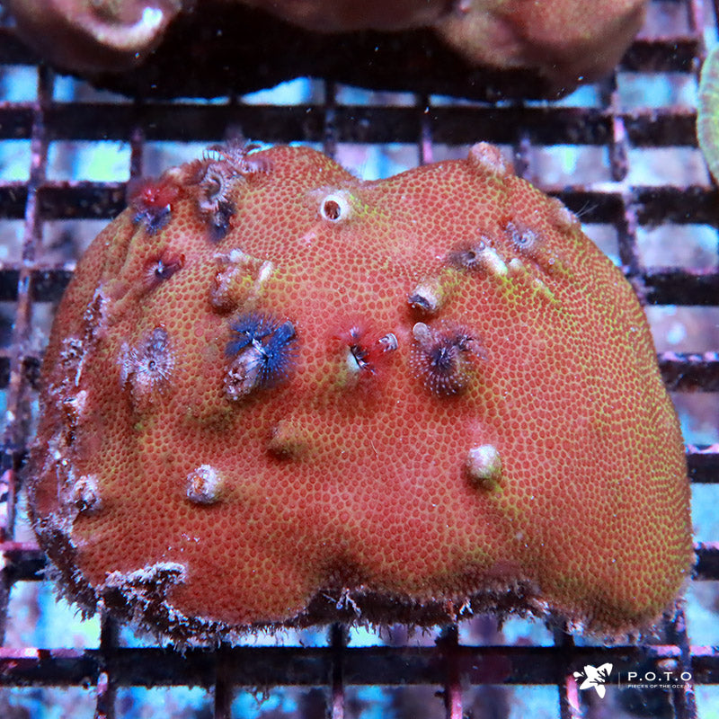 Christmas Tree Worm Rock Lightning Sale